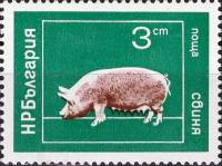 (1974-016) Марка Болгария "Свинья"    Домашние животные I Θ