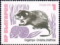 (1973-039) Марка Болгария "Ондатра"    Редкие животные (млекопитающие) III Θ
