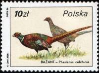 (1986-009) Марка Польша "Обыкновенный фазан"    Охотничья дикая природа III Θ