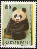 (1977-085) Марка Венгрия "Большая панда"    Медведи II Θ