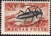 (1954-006) Марка Венгрия "Большой дубовый усач"    Насекомые III Θ
