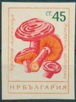 (1961-083) Марка Болгария "Волнушка"   Грибы (2) III O