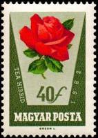 (1962-043) Марка Венгрия "Красная роза"    Розы II Θ