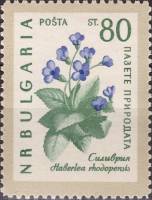 (1960-031) Марка Болгария "Хаберлея родопская"   Охрана природы. Цветы III Θ