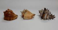Набор морских ракушек, натуральных, 3 шт (сост. на фото)