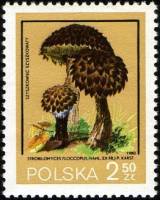 (1980-032) Марка Польша "Шишкогриб хлопьеножковый"    Грибы III Θ
