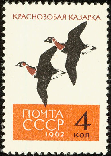1962-140 Марка СССР Казарки   Птицы III O