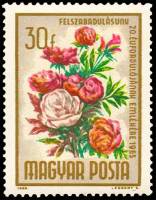 (1965-025) Марка Венгрия "Пион молочноцветковый"    20-я годовщина освобождения. Букеты цветов III 