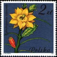 (1981-062) Марка Польша "Цилиндропунция тонкая"    Цветущие суккулентные растения II Θ