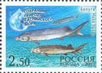 2003-070 Марка Россия Белуга  Сохраним природу Каспийского моря III O