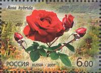 2007-042  Марка из блока Россия Роза  Флора. Цветы III O