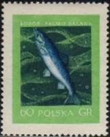 (1958-008) Марка Польша "Лосось"   Рыбы II Θ