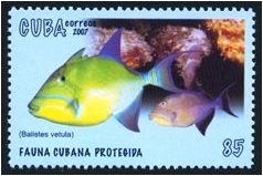 (№5010) Марка Куба 2007 год &quot;Королева Спинорог Balistes vetula&quot;, Негашеная