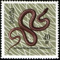 (1963-025) Марка Польша "Медянка"   Рептилии и амфибии II Θ