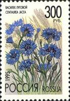 (1995-029) Марка Россия "Василёк луговой"   Флора. Полевые цветы России III O