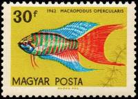 (1962-006) Марка Венгрия "Макропод"    Декоративные рыбки III Θ