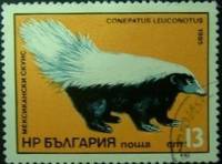 (1985-005) Марка Болгария "Восточномексиканский скунс"   Экзотические хищники II Θ