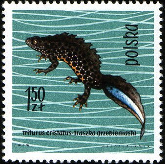(1963-031) Марка Польша &quot;Гребенчатый тритон&quot;   Рептилии и амфибии II Θ
