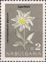 (1963-049) Марка Болгария "Эдельвейс альпийский"   Цветы III O