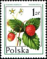 (1977-007) Марка Польша "Земляника"    Лесные ягоды III O