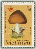 (1990-108) Марка Вьетнам "Вольвариелла вольвовая"    Туризм III Θ