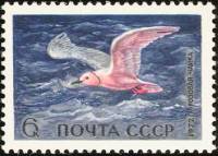 1972-004 Марка СССР Розовая чайка   Водоплавающие птицы - обитатели морей и океанов III O