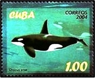 (№4642) Марка Куба 2004 год &quot;Косатка Orcinus косатка&quot;, Гашеная