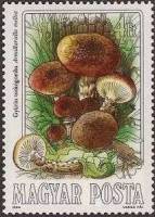 (1984-057) Марка Венгрия "Опёнок осенний"    Съедобные грибы II Θ