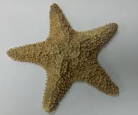 Морская звезда сувенир 19 см (сост. на фото)
